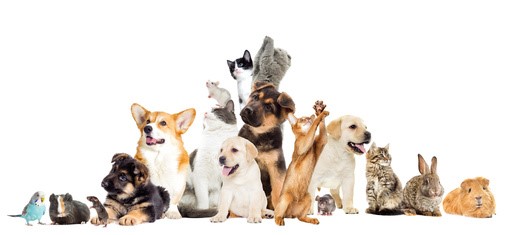 picture of various pet animals