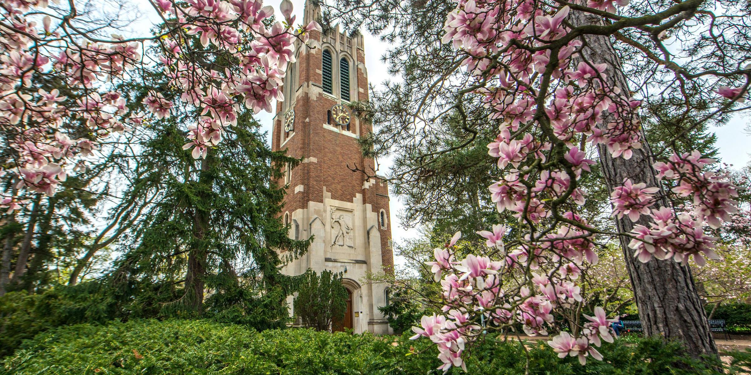 Beaumont Tower stands in the background, while the foreground is flanked by pink apple blossoms.